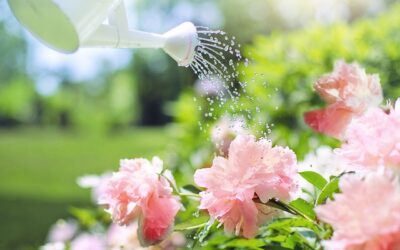 Comment les tuyaux d’irrigation peuvent aider à économiser de l’eau lors de l’arrosage des pelouses et des jardins